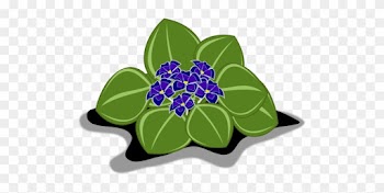 African Violet,clip - African Violets
