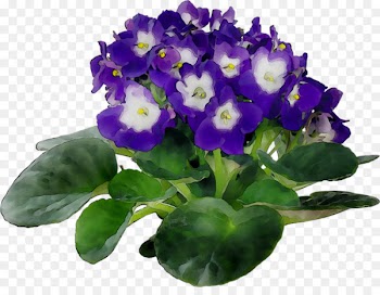 African violets Plants Houseplant Flowerpot -  