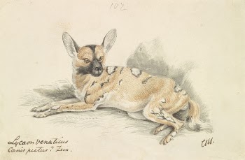 African Wild Dog by Charles | Free Photo - rawpixel