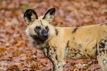 African wild dog | Free Photo - rawpixel