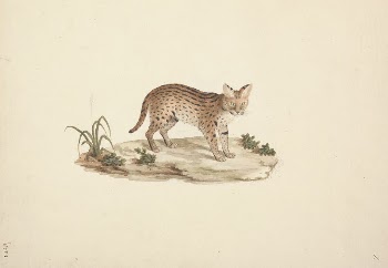 African Wildcat or Serval by Luigi | Free Photo - rawpixel