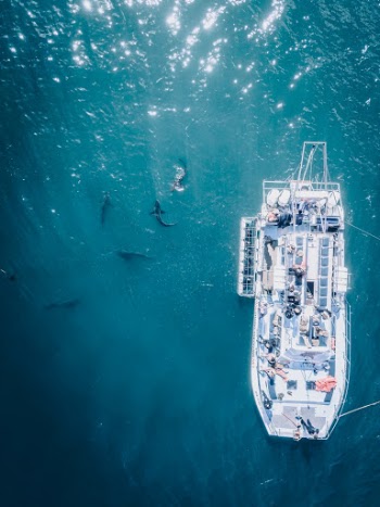 After I just got out of the water, I rushed to my bag to grab my drone. I brought it out to the bow. I had just escaped the reach of the sharks but I was more scared to launch my drone off the boat. It was windy and bumpy. Finally I took off barley taking off in time to clear the second story of the boat. Once the drone was in the air it was worth it for one of the coolest shots I have ever taken.