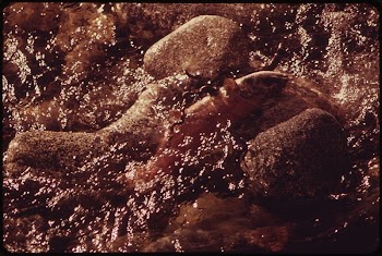 After Spawning the Salmon Dies. | Free Photo - rawpixel