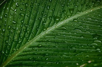 After the rain
