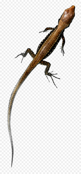 Agamas Anoles Gecko Lacertids Fauna -  