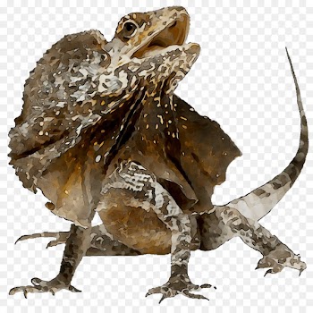 Agamas Reptile Frilled-neck lizard Sauria -  