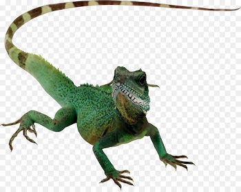 Agamid lizards Chameleons Common Iguanas Fauna Terrestrial animal -  