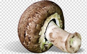Agaricaceae Edible mushroom Fungus, Mushrooms and vegetable material transparent background PNG clipart