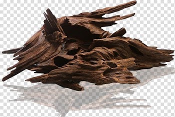 Agarwood Perfumer Ittar Aquilaria, perfume transparent background PNG clipart