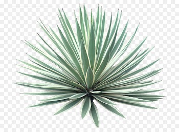 Agave angustifolia Plant Tree Desert - tropical 