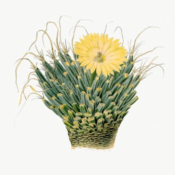 Agave cactus drawing, aesthetic vintage | Free Photo Illustration - rawpixel