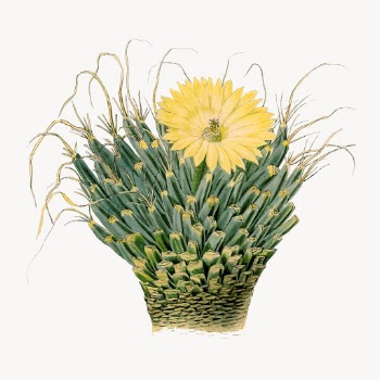 Agave cactus illustration, aesthetic floral | Free Vector Illustration - rawpixel