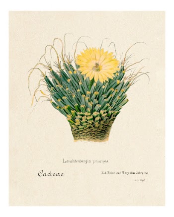 Agave cactus vintage art print, | Free Photo - rawpixel