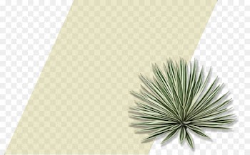 Agave, Inav Dbx Msci Ac World Sf, Tree, Green, Yucca PNG