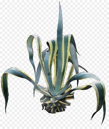 Agave tequilana Agave nectar Aloe vera Aloes -  