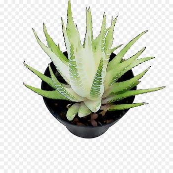 Agave tequilana Agave nectar Aloe vera Aloes -  