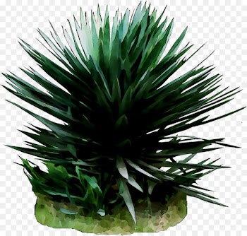 Agave tequilana Arecales -  