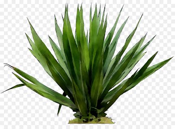 Agave tequilana Grasses -  