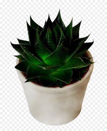 Agave tequilana Houseplant Flowerpot Aloe vera -  
