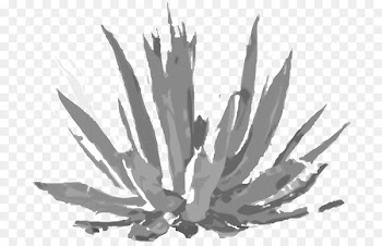 Agave tequilana Los Altos de Jalisco Ayate LICORAMA - maguey watercolor 