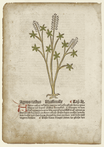 Agnus Castus, from Gart der | Free Photo - rawpixel