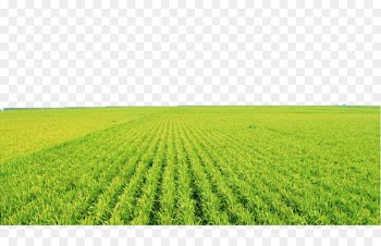 Agricultural aircraft Paddy Field Agriculture Fertilizer Clip art - Green rice fields 
