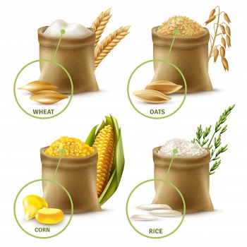 Agricultural cereals set Free Vector