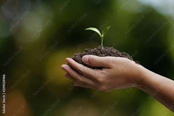 Agriculture. Farmer and nature baby plant in hands.