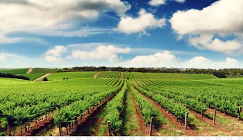 Agriculture Farmer Organic farming Agribusiness - farm 