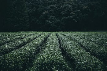 Agriculture, tea leaves field photo, | Free Photo - rawpixel