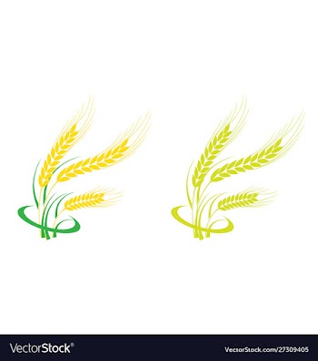 Agriculture wheat logo template icon design vector image