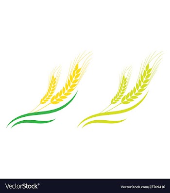Agriculture wheat logo template icon design vector image