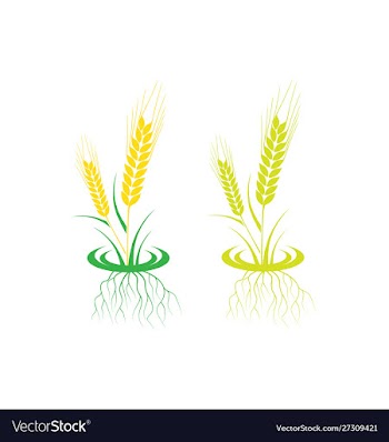 Agriculture wheat logo template icon design vector image