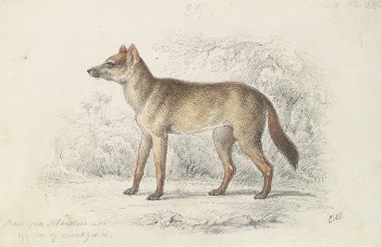 Aguara Dog of the Woods | Free Photo - rawpixel
