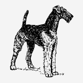Airedale Terrier dog hand drawn | Free Photo - rawpixel