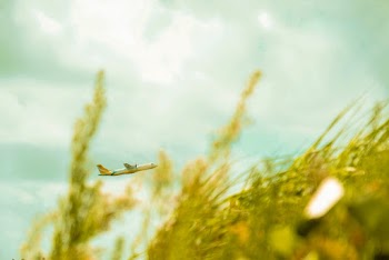 Airplane Flying Above Green Grasses