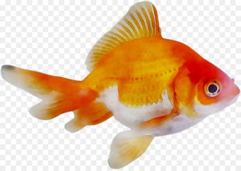 Ajman Fish Market Goldfish Katara Building Materials Retail Shopping -  