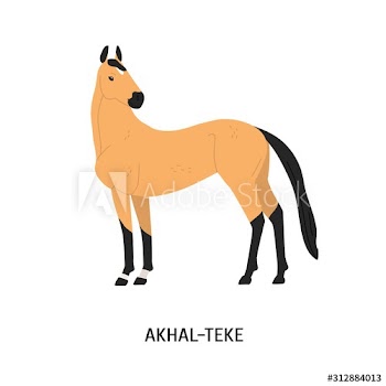 Akhal-Teke breed horse flat vector illustration