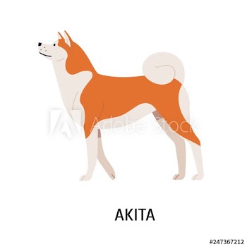 Akita Inu