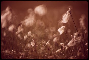 "Alaska Cotton" Found in Marshy | Free Photo - rawpixel