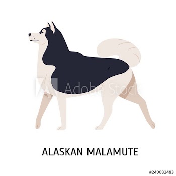 Alaskan Malamute