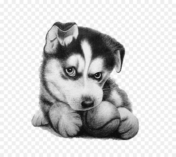 Alaskan Malamute Husky Drawing Painting - Huskies 