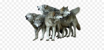 Alaskan tundra wolf Coyote Wallpaper - Wolf Pictures 