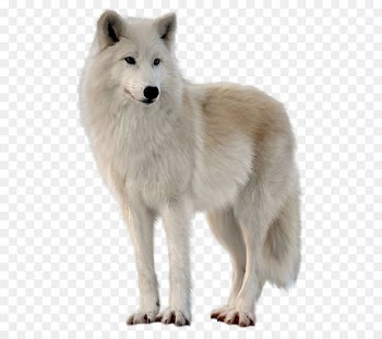 Alaskan tundra wolf Greenland Dog Canadian Eskimo Dog - White wolf 