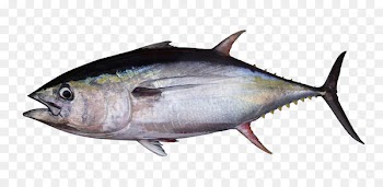 Albacore Bigeye tuna Atlantic bluefin tuna Southern bluefin tuna Yellowfin tuna - tuna 