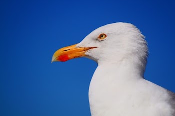Albatross Bird