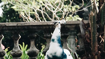 Albino Peacock
