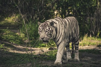 Albino Tiger