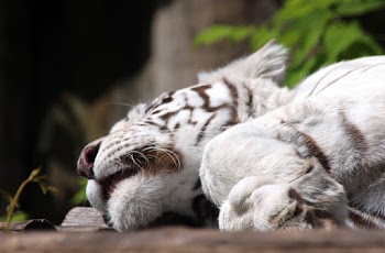 Albino Tiger Lying on Brown Floor