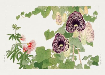 Albizia & aristolochia flower, Japanese | Free Photo Illustration - rawpixel